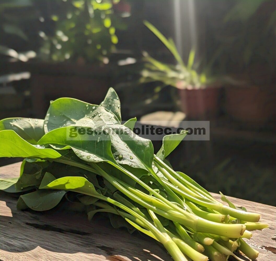 Kangkung