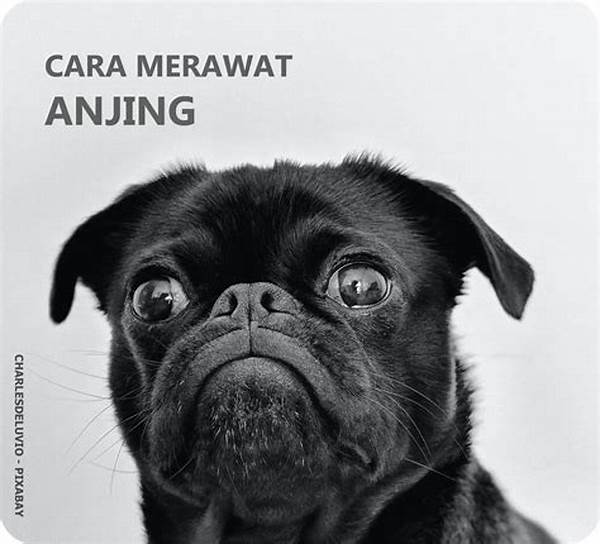 Cara Merawat Anjing