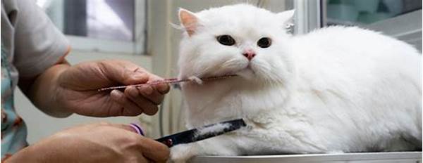 Grooming Kucing