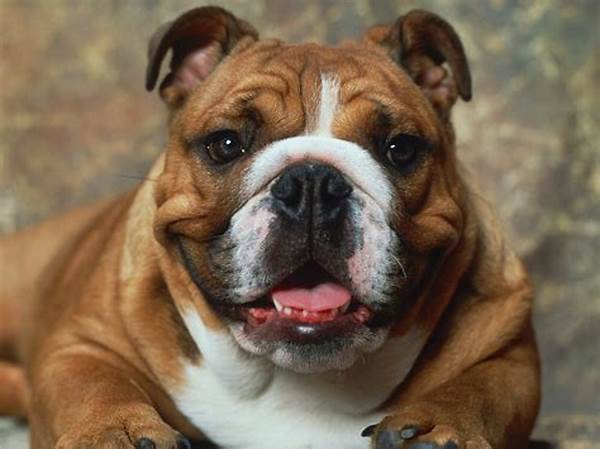 Anjing Bulldog