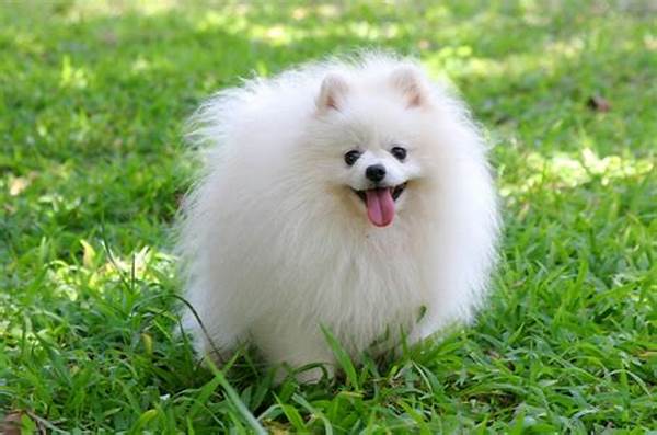 Anjing Pomeranian