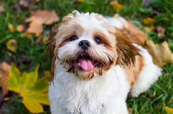 Anjing Shih Tzu