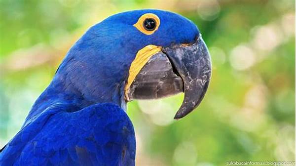 Burung Beo
