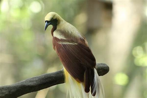Burung