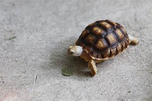 Merawat Hewan Kecil