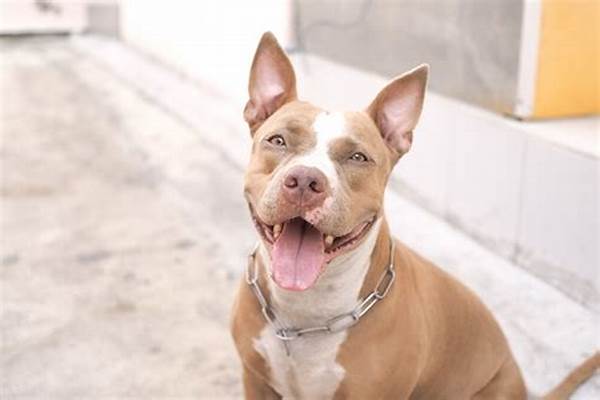 Anjing Pitbull