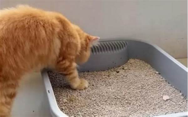 Ganti Pasir Kucing