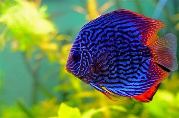 Ikan Discus