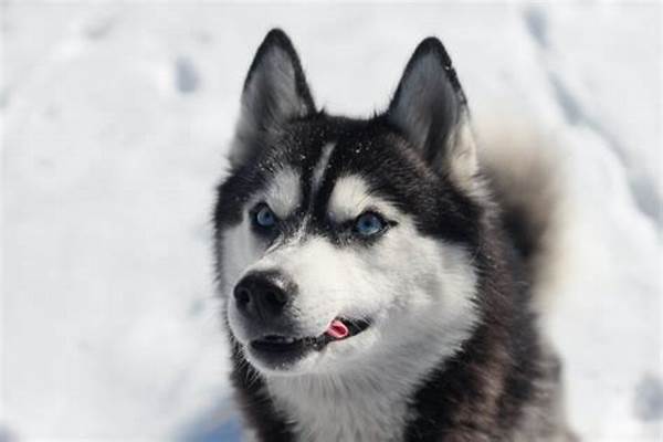 Anjing Husky