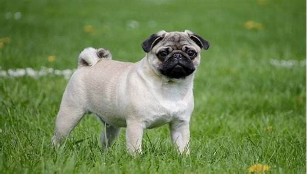 Anjing Pug