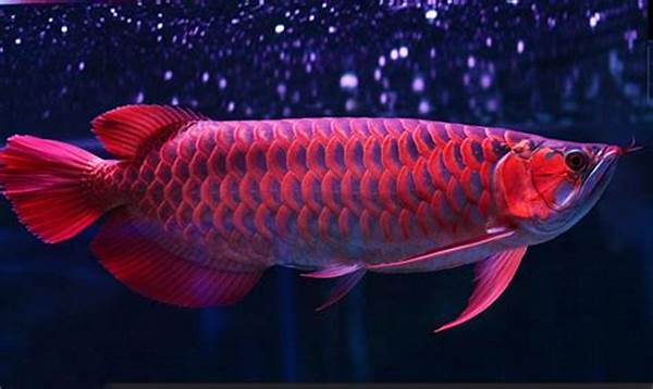 Ikan Arwana