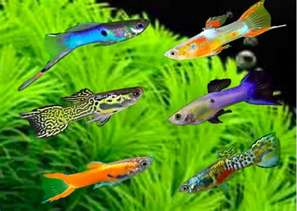 Ikan Guppy
