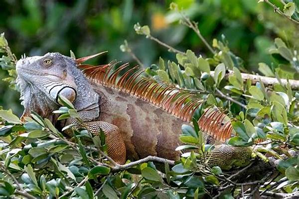 Reptil
